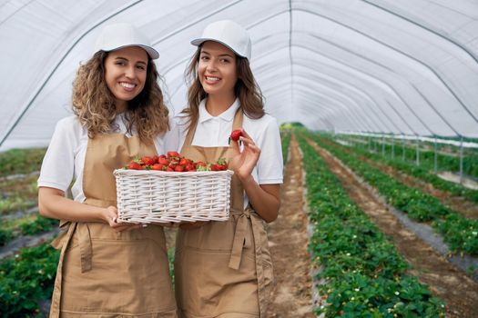 Front view of two female workers wearing white caps and aprons are holding big basket of fresh strawberries. Two brunettes are picking strawberries in greenhouse and smiling . Concept of cultivation.