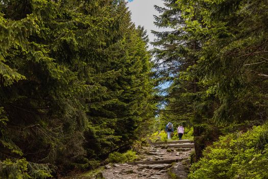 Long mountain trail with bushes and trees around in Karkonosze Giant Mountains