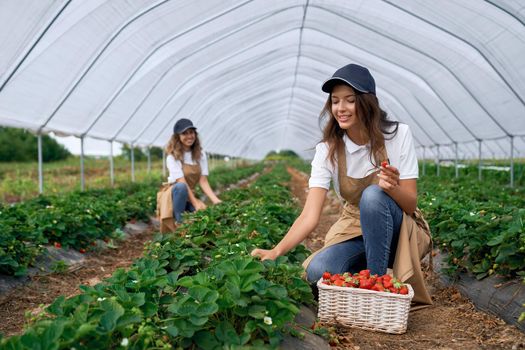 Side view of squatting women wearing white caps and aprons are picking strawberries in white basket. Two brunettes are harvesting strawberries in greenhouse. Concept of field work.