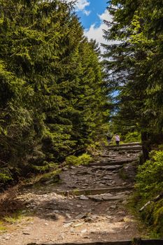 Long mountain trail with bushes and trees around in Karkonosze Giant Mountains