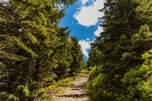 Long mountain trail with bushes and trees around in Karkonosze Giant Mountains