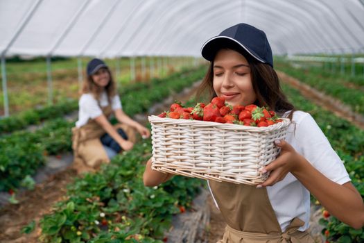 Front view of squatting women are picking strawberries in greenhouse. Cute field workers are smelling just picked fresh berries and smiling. Concept of organic fruit.