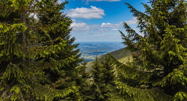 Beautiful panorama of high trees in high parts of the Giant Mountains