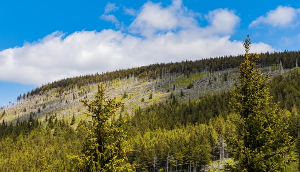 Beautiful panorama of high trees in high parts of the Giant Mountains