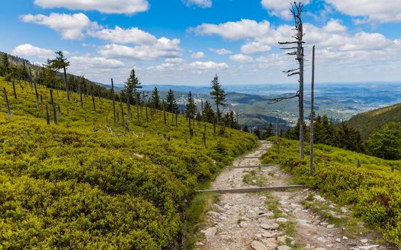 Long mountain trail with bushes and trees around in Karkonosze Giant Mountains