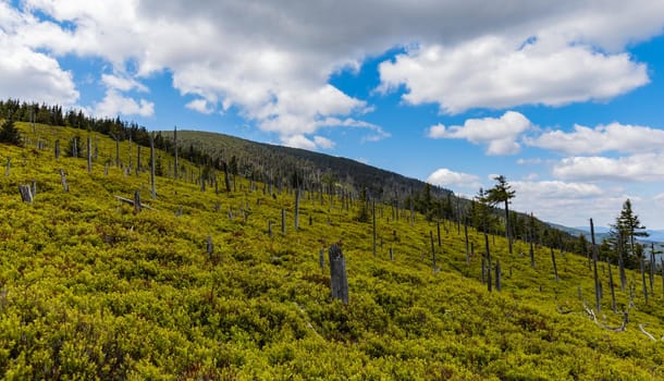 Beautiful panorama of high trees in high parts of the Giant Mountains