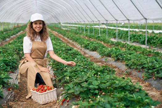 Front view of squatting woman wearing white cap and apron is picking strawberries. Curly brunette is harvesting strawberries in greenhouse and smiling. Concept of crop.
