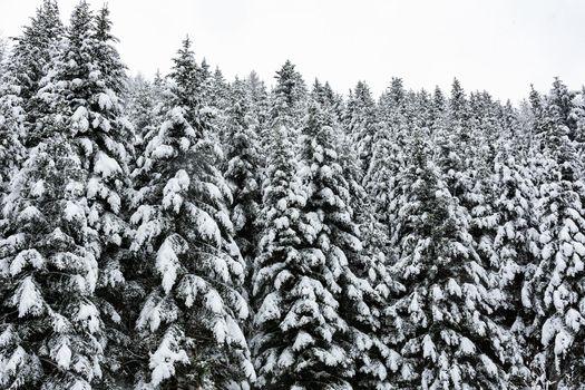 Winter landscape - high and snowy spruce trees in a deep forest in the mountains