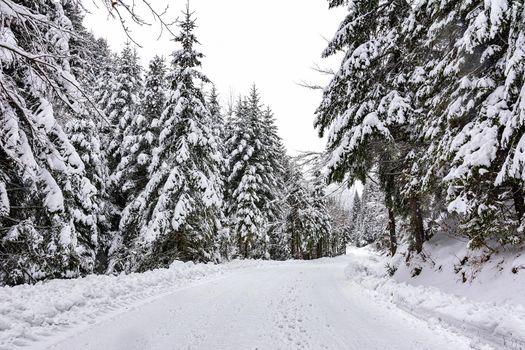 Winter landscape - white and snowy road among trees in a deep forest