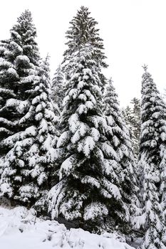 Winter landscape - high and snowy spruce trees in a deep forest