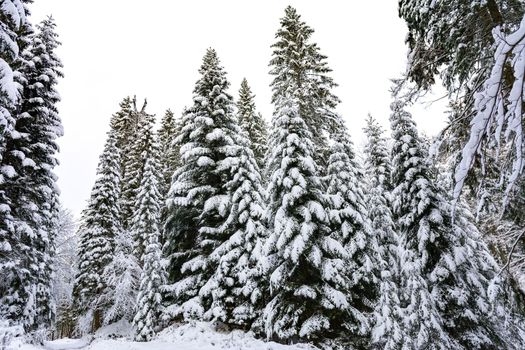 Winter landscape - high and snowy spruce trees in a deep forest