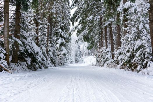 Winter landscape - white and snowy road among trees in a deep forest