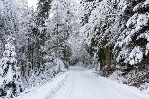 Winter landscape - white and snowy road among trees in a deep forest