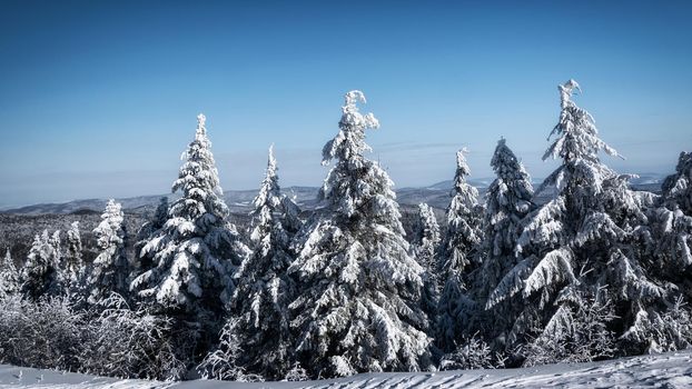 Picturesque and scenic panorama of winter mountains with snow covered spruce forest on a sunny day 