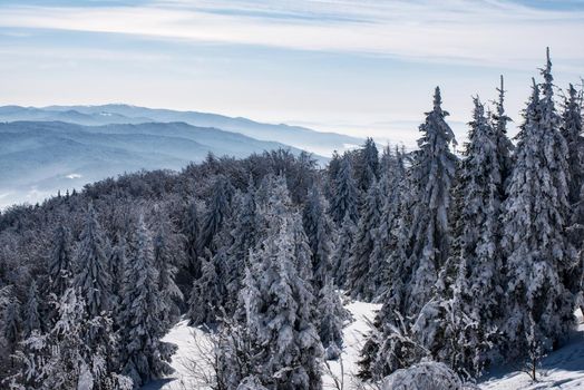 Picturesque and scenic panorama of winter mountains with snow covered spruce forest on a sunny day 