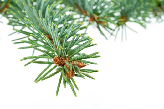 Spruce twigs with young cones on a white background in close-up (high details)