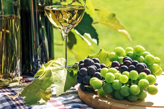 Bunch of fresh grapes next to wine in a bottle and wineglass  on the background of a rustic vineyard and sunlight.