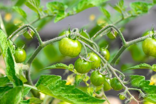 Concept of organic food production - bush of young and green tomatoes in close-up