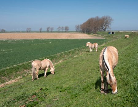 horses graze near country road on island of noord beveland in dutch province of zeeland in the netherlands on sunny day early spring