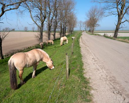 horses graze near country road on island of noord beveland in dutch province of zeeland in the netherlands on sunny day early spring