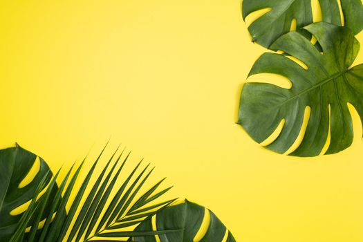 Top view of tropical palm leaves branch isolated on bright yellow background with copy space.