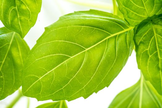 Green Fresh Basil Herb Leaves Closeup, Basil Plant Growing in a Flower Pot in the Garden, Gardening, Agriculture and Culinary Concept, Herb Garden, Food Background, Basil Herb to Be Used for Cooking