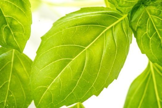 Green Fresh Basil Herb Leaves Closeup, Basil Plant Growing in a Flower Pot in the Garden, Gardening, Agriculture and Culinary Concept, Herb Garden, Food Background, Basil Herb to Be Used for Cooking