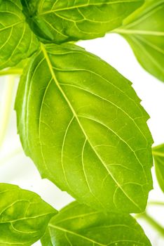 Green Fresh Basil Herb Leaves Closeup, Basil Plant Growing in a Flower Pot in the Garden, Gardening, Agriculture and Culinary Concept, Herb Garden, Food Background, Basil Herb to Be Used for Cooking
