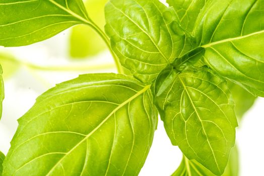 Green Fresh Basil Herb Leaves Closeup, Basil Plant Growing in a Flower Pot in the Garden, Gardening, Agriculture and Culinary Concept, Herb Garden, Food Background, Basil Herb to Be Used for Cooking