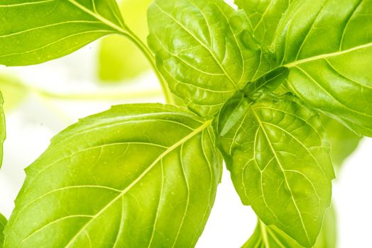 Green Fresh Basil Herb Leaves Closeup, Basil Plant Growing in a Flower Pot in the Garden, Gardening, Agriculture and Culinary Concept, Herb Garden, Food Background, Basil Herb to Be Used for Cooking