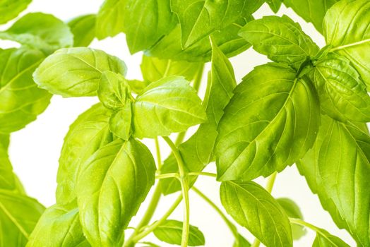 Green Fresh Basil Herb Leaves Closeup, Basil Plant Growing in a Flower Pot in the Garden, Gardening, Agriculture and Culinary Concept, Herb Garden, Food Background, Basil Herb to Be Used for Cooking