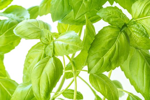 Green Fresh Basil Herb Leaves Closeup, Basil Plant Growing in a Flower Pot in the Garden, Gardening, Agriculture and Culinary Concept, Herb Garden, Food Background, Basil Herb to Be Used for Cooking