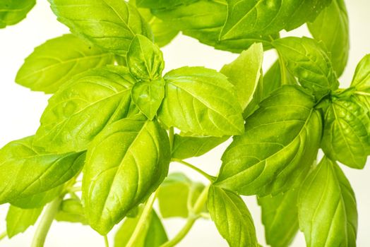 Green Fresh Basil Herb Leaves Closeup, Basil Plant Growing in a Flower Pot in the Garden, Gardening, Agriculture and Culinary Concept, Herb Garden, Food Background, Basil Herb to Be Used for Cooking