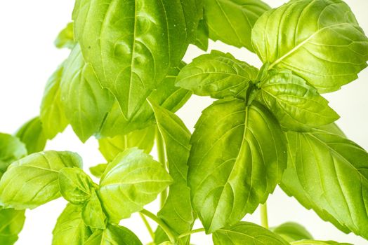 Green Fresh Basil Herb Leaves Closeup, Basil Plant Growing in a Flower Pot in the Garden, Gardening, Agriculture and Culinary Concept, Herb Garden, Food Background, Basil Herb to Be Used for Cooking
