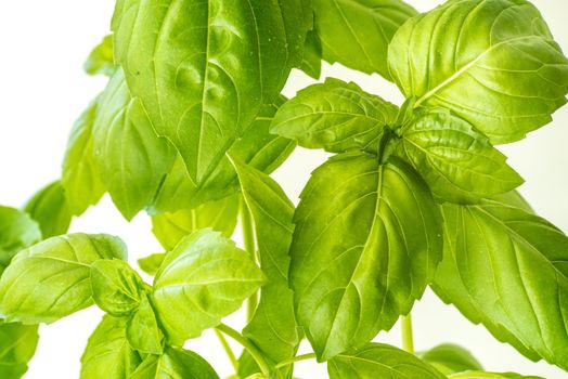 Green Fresh Basil Herb Leaves Closeup, Basil Plant Growing in a Flower Pot in the Garden, Gardening, Agriculture and Culinary Concept, Herb Garden, Food Background, Basil Herb to Be Used for Cooking