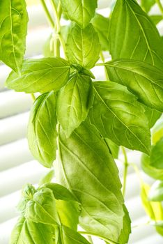 Green Fresh Basil Herb Leaves Closeup, Basil Plant Growing in a Flower Pot in the Garden, Gardening, Agriculture and Culinary Concept, Herb Garden, Food Background, Basil Herb to Be Used for Cooking