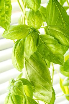 Green Fresh Basil Herb Leaves Closeup, Basil Plant Growing in a Flower Pot in the Garden, Gardening, Agriculture and Culinary Concept, Herb Garden, Food Background, Basil Herb to Be Used for Cooking