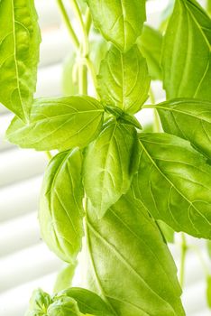 Green Fresh Basil Herb Leaves Closeup, Basil Plant Growing in a Flower Pot in the Garden, Gardening, Agriculture and Culinary Concept, Herb Garden, Food Background, Basil Herb to Be Used for Cooking