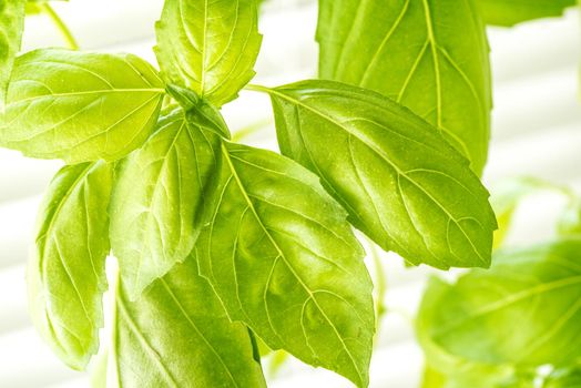 Green Fresh Basil Herb Leaves Closeup, Basil Plant Growing in a Flower Pot in the Garden, Gardening, Agriculture and Culinary Concept, Herb Garden, Food Background, Basil Herb to Be Used for Cooking