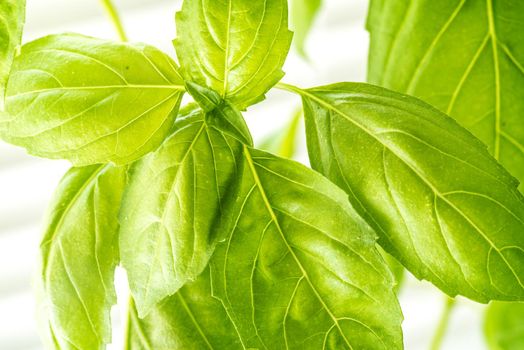 Green Fresh Basil Herb Leaves Closeup, Basil Plant Growing in a Flower Pot in the Garden, Gardening, Agriculture and Culinary Concept, Herb Garden, Food Background, Basil Herb to Be Used for Cooking