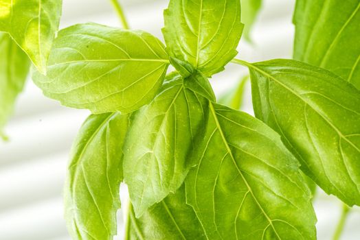 Green Fresh Basil Herb Leaves Closeup, Basil Plant Growing in a Flower Pot in the Garden, Gardening, Agriculture and Culinary Concept, Herb Garden, Food Background, Basil Herb to Be Used for Cooking