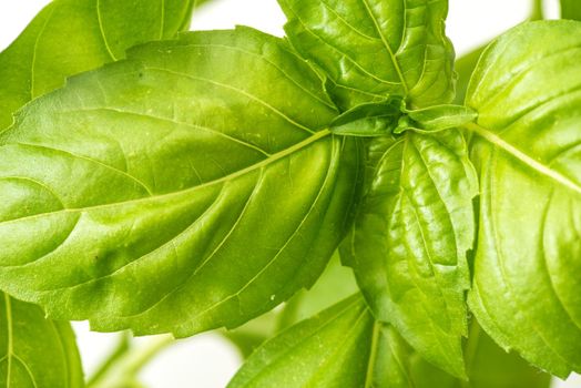 Green Fresh Basil Herb Leaves Closeup, Basil Plant Growing in a Flower Pot in the Garden, Gardening, Agriculture and Culinary Concept, Herb Garden, Food Background, Basil Herb to Be Used for Cooking