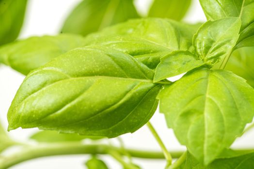 Green Fresh Basil Herb Leaves Closeup, Basil Plant Growing in a Flower Pot in the Garden, Gardening, Agriculture and Culinary Concept, Herb Garden, Food Background, Basil Herb to Be Used for Cooking