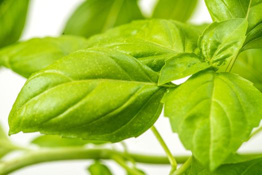 Green Fresh Basil Herb Leaves Closeup, Basil Plant Growing in a Flower Pot in the Garden, Gardening, Agriculture and Culinary Concept, Herb Garden, Food Background, Basil Herb to Be Used for Cooking