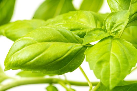 Green Fresh Basil Herb Leaves Closeup, Basil Plant Growing in a Flower Pot in the Garden, Gardening, Agriculture and Culinary Concept, Herb Garden, Food Background, Basil Herb to Be Used for Cooking