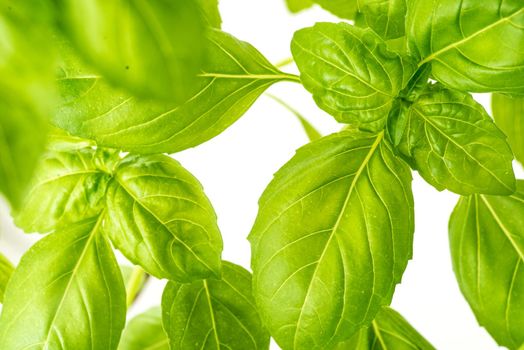 Green Fresh Basil Herb Leaves Closeup, Basil Plant Growing in a Flower Pot in the Garden, Gardening, Agriculture and Culinary Concept, Herb Garden, Food Background, Basil Herb to Be Used for Cooking