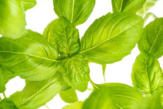 Green Fresh Basil Herb Leaves Closeup, Basil Plant Growing in a Flower Pot in the Garden, Gardening, Agriculture and Culinary Concept, Herb Garden, Food Background, Basil Herb to Be Used for Cooking