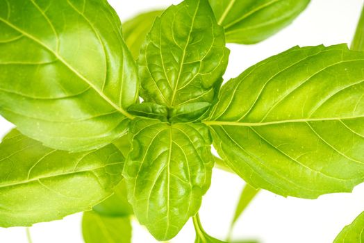 Green Fresh Basil Herb Leaves Closeup, Basil Plant Growing in a Flower Pot in the Garden, Gardening, Agriculture and Culinary Concept, Herb Garden, Food Background, Basil Herb to Be Used for Cooking