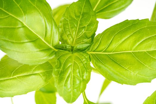 Green Fresh Basil Herb Leaves Closeup, Basil Plant Growing in a Flower Pot in the Garden, Gardening, Agriculture and Culinary Concept, Herb Garden, Food Background, Basil Herb to Be Used for Cooking