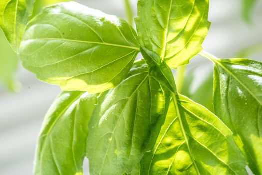Green Fresh Basil Herb Leaves Closeup, Basil Plant Growing in a Flower Pot in the Garden, Gardening, Agriculture and Culinary Concept, Herb Garden, Food Background, Basil Herb to Be Used for Cooking